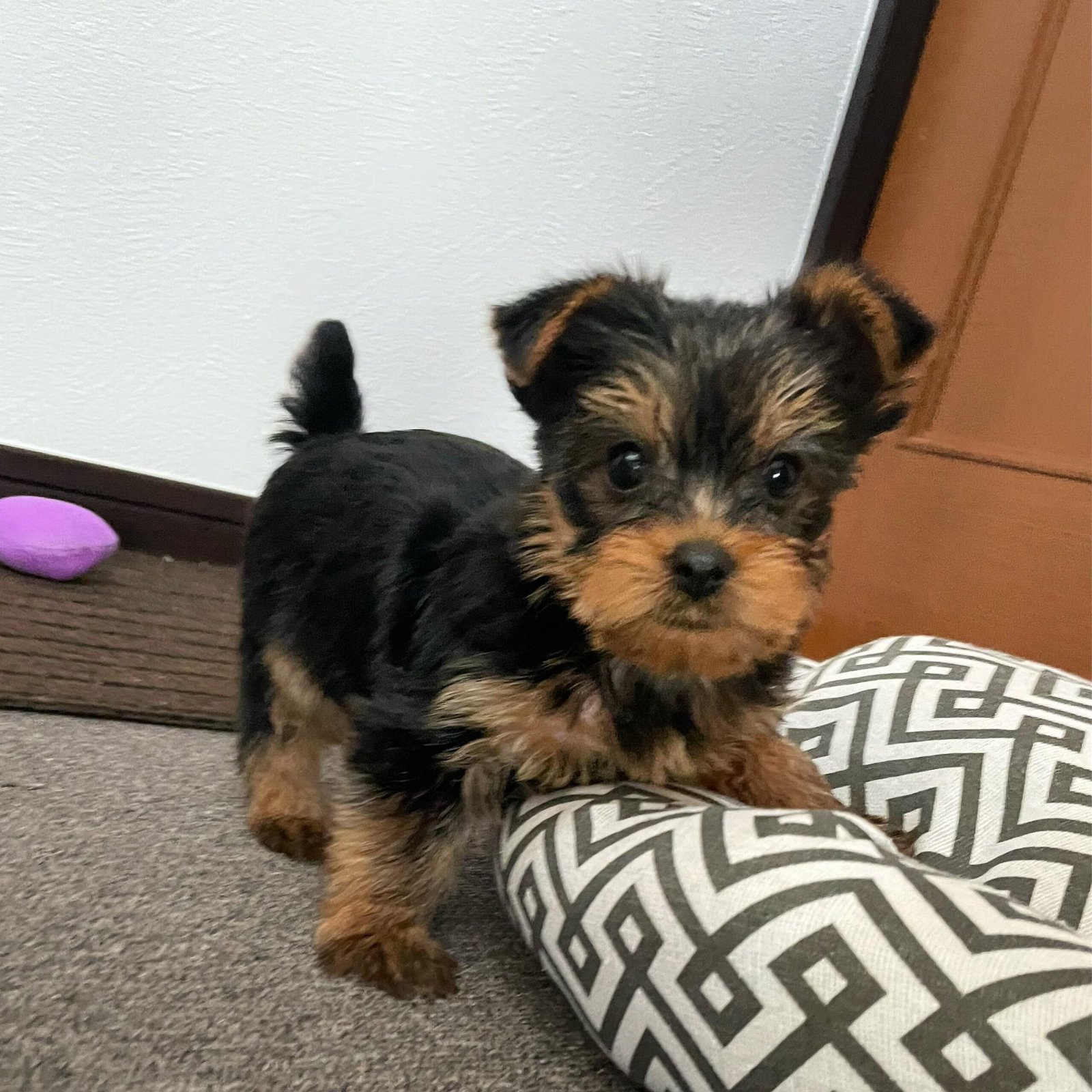 How to promote healthy Yorkie hair growth