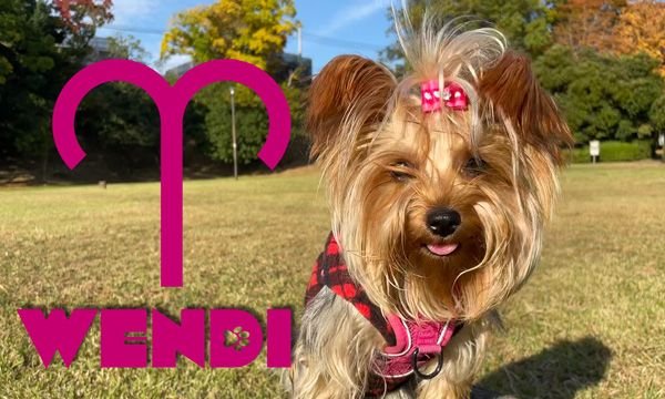 Aries Dogs - Pets Horoscopes