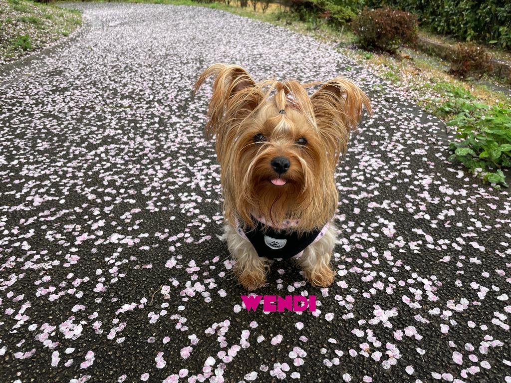 Sakura Petals After Rain