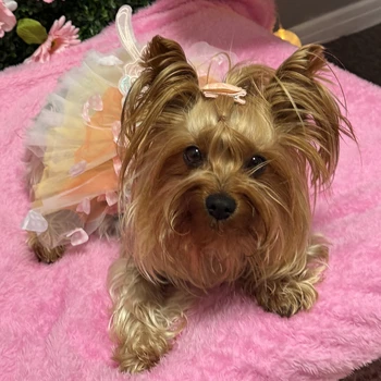 Wendi the Yorkie posing for her kids songs channel