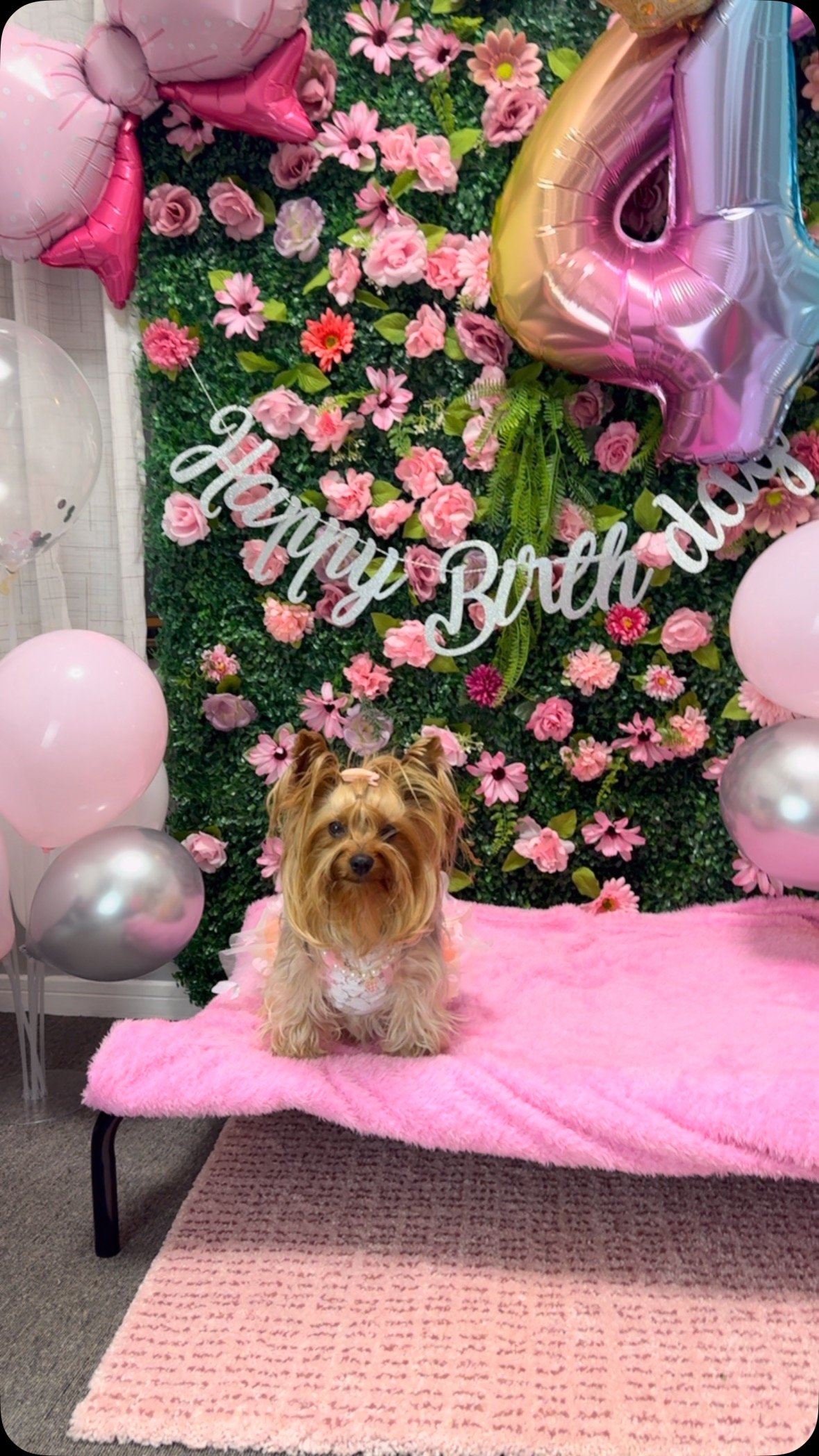 Wendi The Yorkie Instagram Reel preview