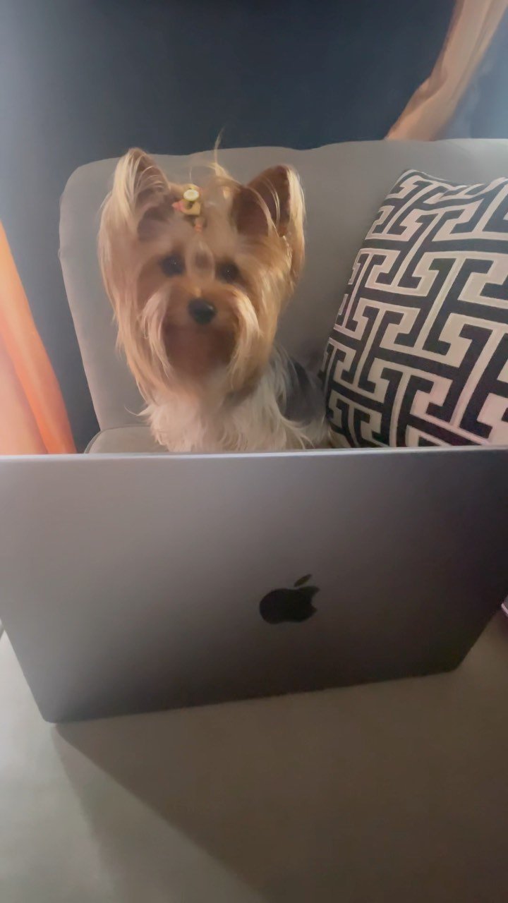 Wendi The Yorkie Instagram Reel preview