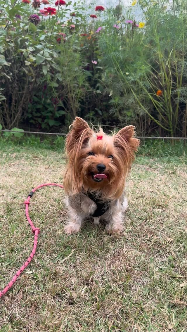 Wendi The Yorkie Instagram Reel preview