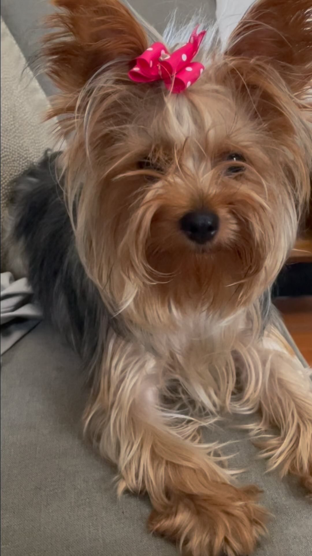 Wendi The Yorkie Instagram Reel preview