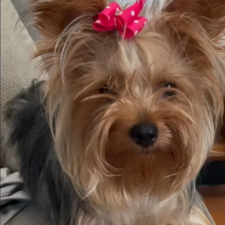 Wendi the Yorkie, a real Yorkshire Terrier with a red polka-dot bow, looking at the camera