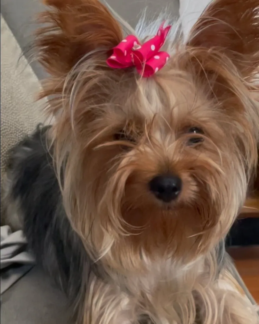 Wendi the Yorkie, a real Yorkshire Terrier with a red polka-dot bow, looking at the camera