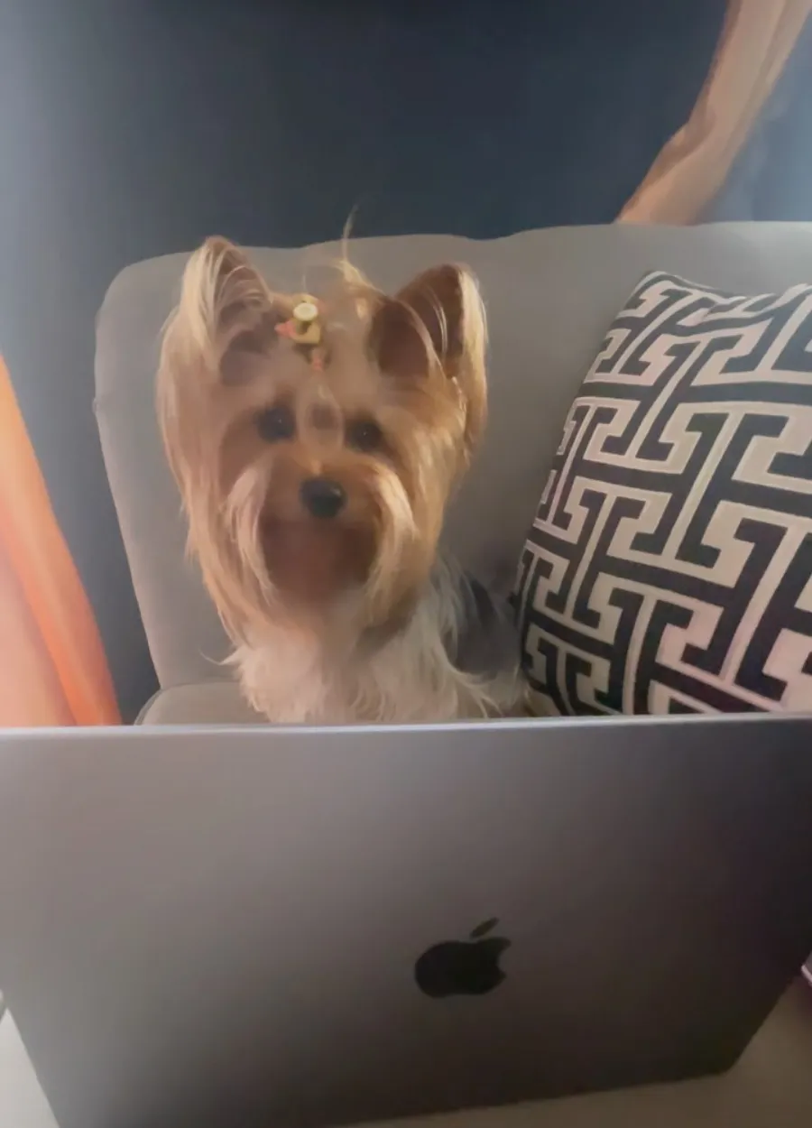 Wendi the Yorkie sitting behind a laptop, supervising the work