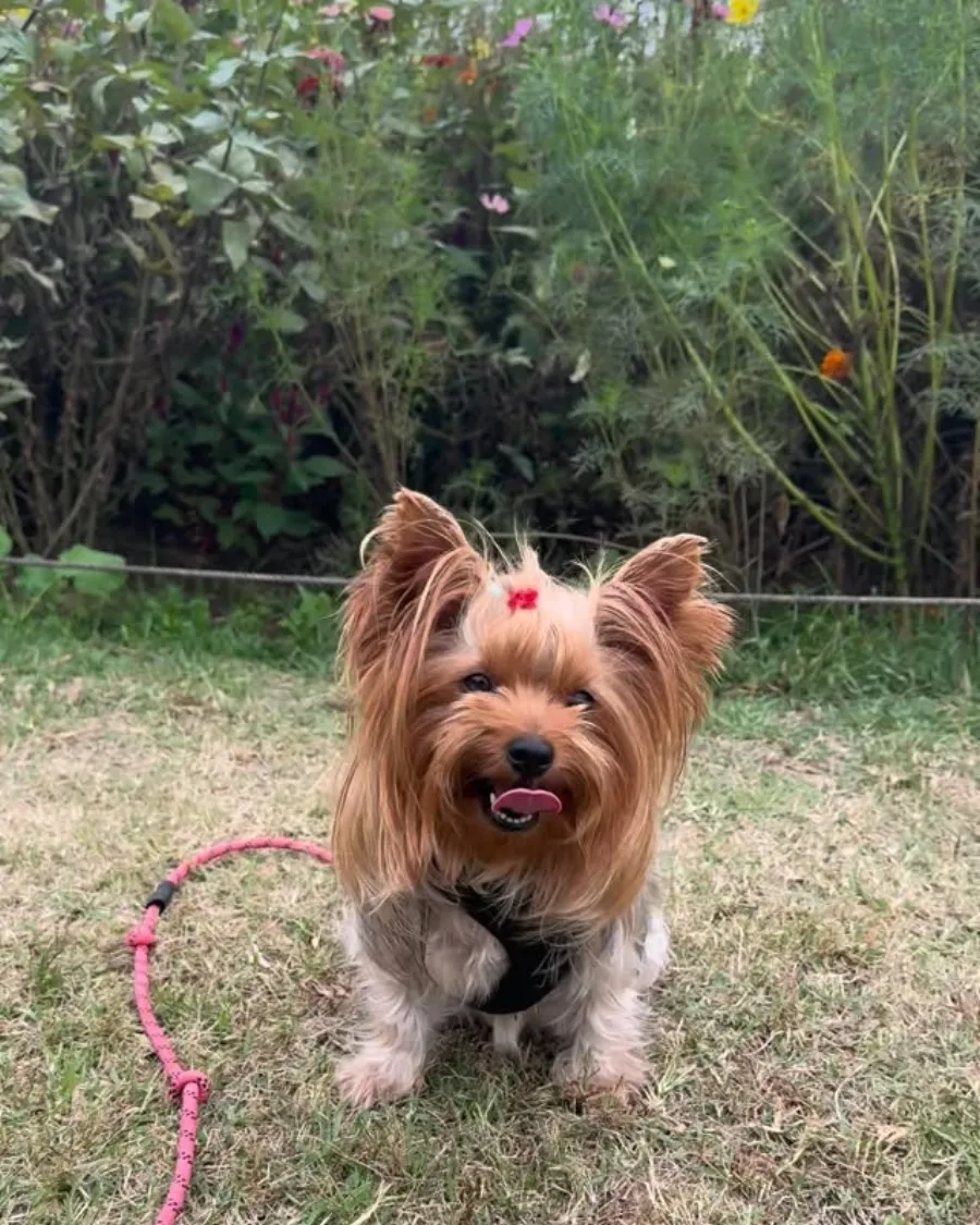 Wendi the Yorkie on the grass in a harness, tongue out after a walk
